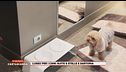 Lusso per i cani: suite 5 stelle e sartoria