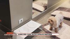 Lusso per i cani: suite 5 stelle e sartoria