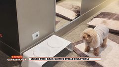 Lusso per i cani: suite 5 stelle e sartoria