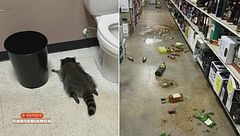 Mauro Corona e il procione ubriaco