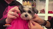 Il lusso e la moda per cani