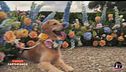 Wedding dog sitting: quando il cane diventa invitato d'onore