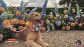 Wedding dog sitting: quando il cane diventa invitato d'onore