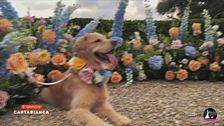 Wedding dog sitting: quando il cane diventa invitato d'onore