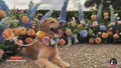 Wedding dog sitting: quando il cane diventa invitato d'onore