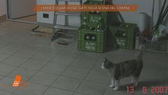 Garlasco: i misteri legati ai due gatti sulla scena del crimine