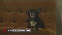 L'asilo di lusso per cani