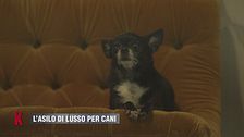 L'asilo di lusso per cani