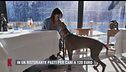 Cortina, in un ristorante pasti per cani a 120 euro