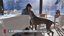 Cortina, in un ristorante pasti per cani a 120 euro
