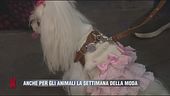 Anche per gli animali la settimana della moda