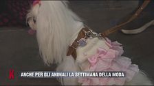 Anche per gli animali la settimana della moda