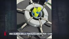 Una clinica della fertilità anche per i cani