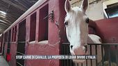 Stop carne di cavallo, la proposta divide l'Italia