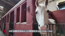 Stop carne di cavallo, la proposta divide l'Italia