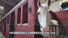 Stop carne di cavallo, la proposta divide l'Italia