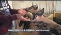 Fornelli e proteste: il dilemma dell'agnello pasquale