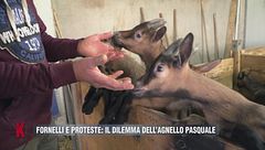 Fornelli e proteste: il dilemma dell'agnello pasquale