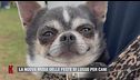 La nuova moda delle feste di lusso per cani