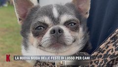 La nuova moda delle feste di lusso per cani