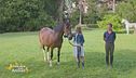 Un cavallo per amico: conduzione in sicurezza
