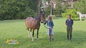 Un cavallo per amico: conduzione in sicurezza