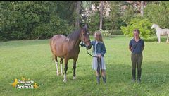 Un cavallo per amico: conduzione in sicurezza