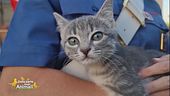 Fiamma, una gattina salvata i primi di agosto