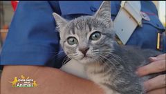 Fiamma, una gattina salvata i primi di agosto