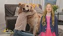 Stella's World: il significato simbolico del cane