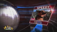 Speedy News
