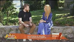 La storia di La storia di Mulan, la cagnolina rapita