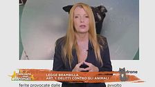 Finalmente giustizia, dentro la legge Brambilla