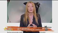 Finalmente giustizia, dentro la legge Brambilla