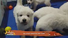 Gli stati emotivi dei cani
