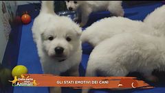 Gli stati emotivi dei cani