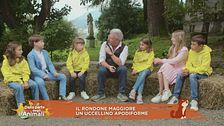 Il rondone maggiore