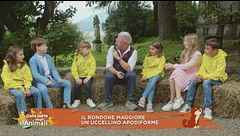 Il rondone maggiore