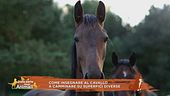 Come insegnare al cavallo a camminare su superfici diverse