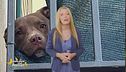 La storia di Diego, il pitbull lasciato morire richiuso in un garage