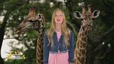Stella's world: la giraffa