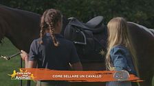 Un cavallo per amico: come sellare un cavallo