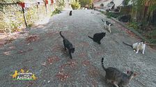 L'Associazione i gatti del Giovenzano