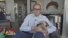 Alaska, la cagnolina di Tommaso Cerno e Giada