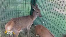 Roby, bellissimo cerbiattino