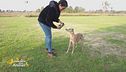 Come far cooperare il nostro cane