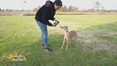 Come far cooperare il nostro cane