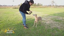 Come far cooperare il nostro cane