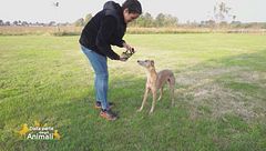 Come far cooperare il nostro cane