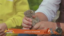L'assiolo migratore